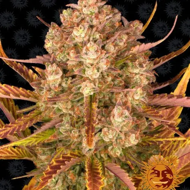Dos-Si-Dos Auto Feminised Cannabis Seeds | Barney's Farm 
