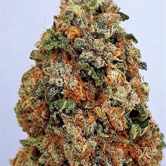  Dogstar Dawg Feminised Cannabis Seeds | Big Head Seeds