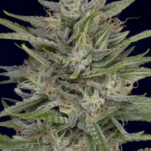 Don AK Feminised Cannabis Seeds | Don Avalanche Seeds