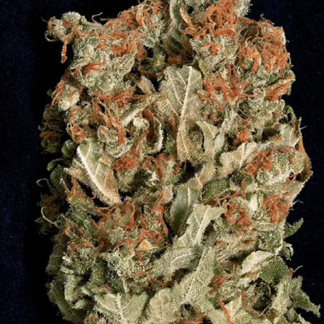 Don Amnesia Feminised Cannabis Seeds | Don Avalanche Seeds