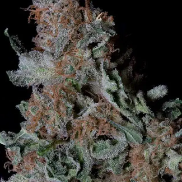 Don Blueberry Cookies Feminised Cannabis Seeds | Don Avalanche Seeds