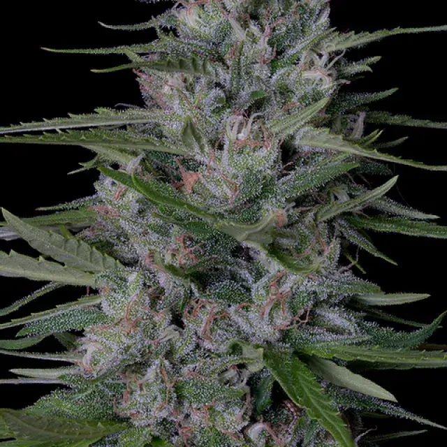 Don Bruce Banner Feminised Cannabis Seeds | Don Avalanche Seeds