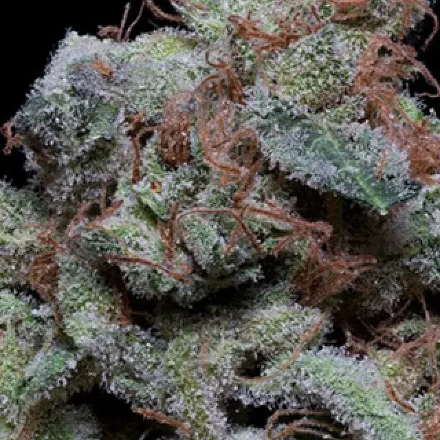 Don Cherrypie Feminised Cannabis Seeds | Don Avalanche Seeds