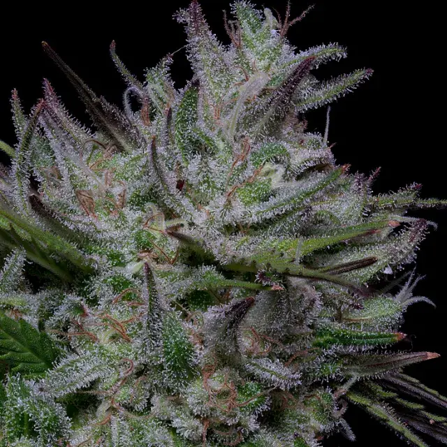 Don Do Si Cookies Feminised Cannabis Seeds | Don Avalanche Seeds