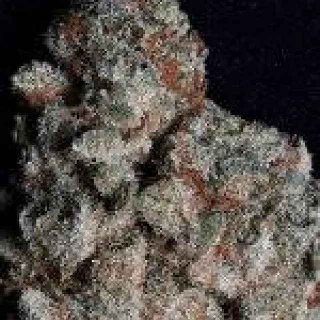 Don Do Si Dos Feminised Cannabis Seeds | Don Avalanche Seeds