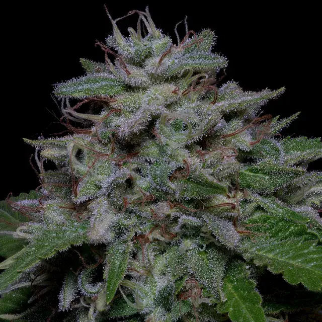 Don Do Si Glue Feminised Cannabis Seeds | Don Avalanche Seeds