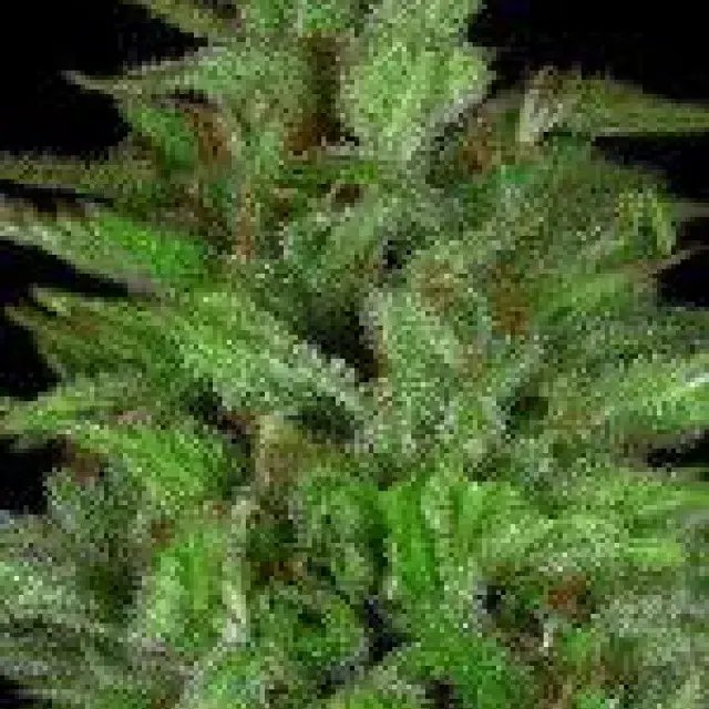 Don Gelato Auto Feminised Cannabis Seeds | Don Avalanche Seeds