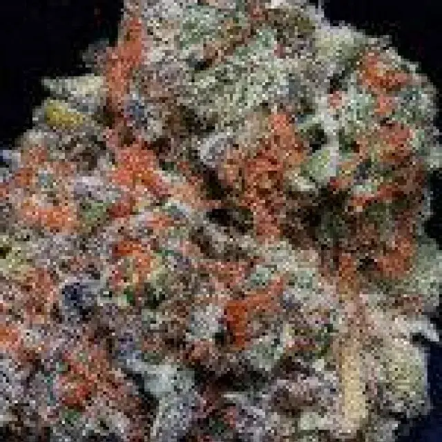 Don Girl Scout Cookies Feminised Cannabis Seeds | Don Avalanche Seeds