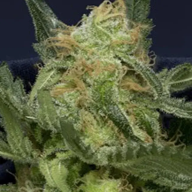 Don GG1 Auto Feminised Cannabis Seeds | Don Avalanche Seeds