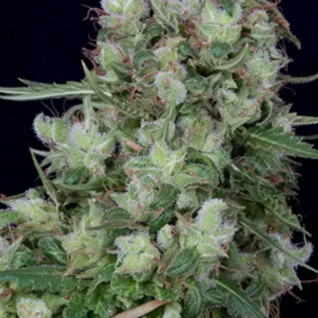 Don Grateful Chemdawg Feminised Cannabis Seeds | Don Avalanche Seeds