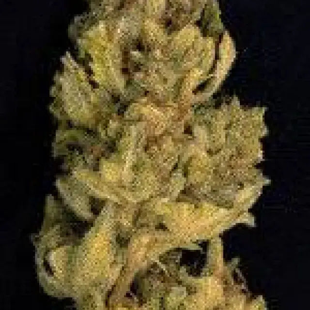 Don Lemon Glue Feminised Cannabis Seeds | Don Avalanche Seeds