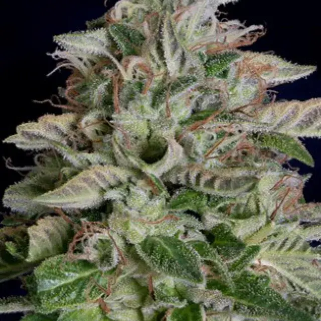 Don Megalodon Feminised Cannabis Seeds | Don Avalanche Seeds