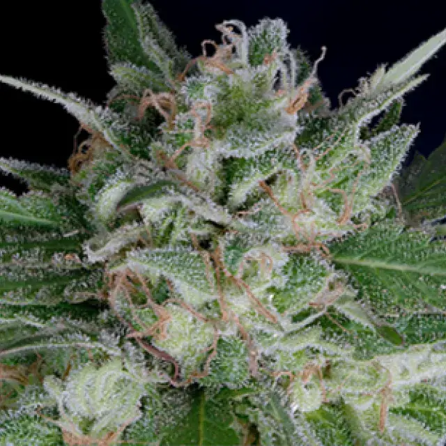 Don OG Kush Auto Feminised Cannabis Seeds | Don Avalanche Seeds