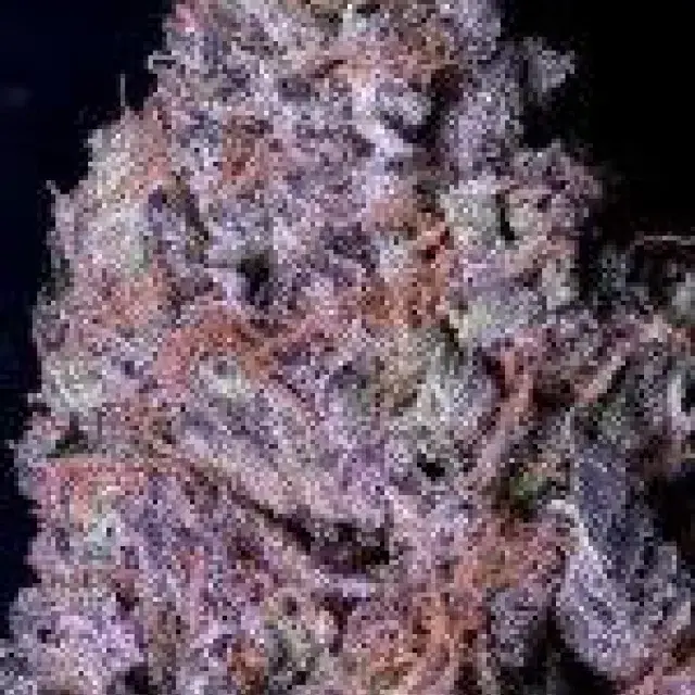 Don Purple Dick Feminised Cannabis Seeds | Don Avalanche Seeds
