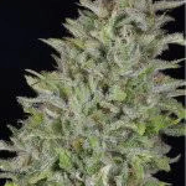 Don Wedding Cake Feminised Cannabis Seeds | Don Avalanche Seeds