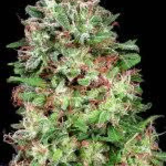 Don White Widow Feminised Cannabis Seeds | Don Avalanche Seeds