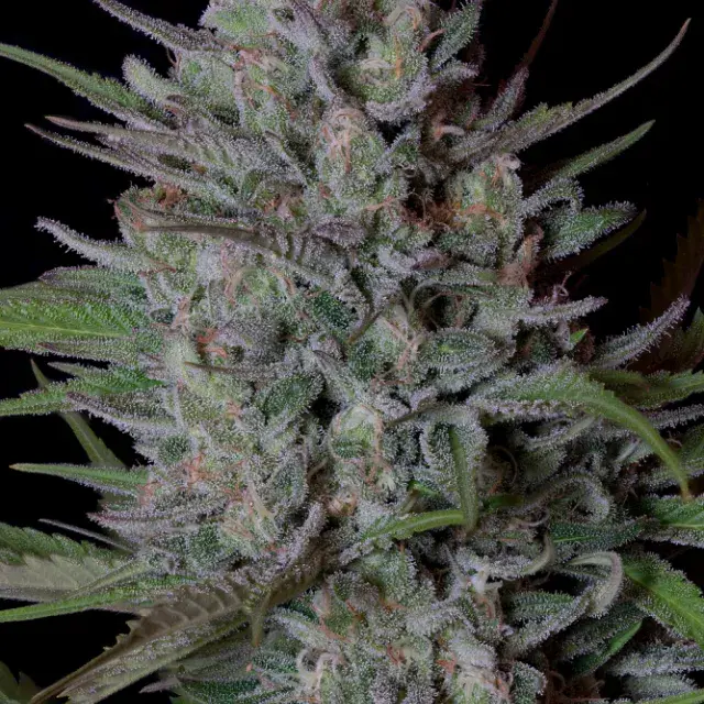 Don Biscotti Feminised Cannabis Seeds | Don Avalanche Seeds