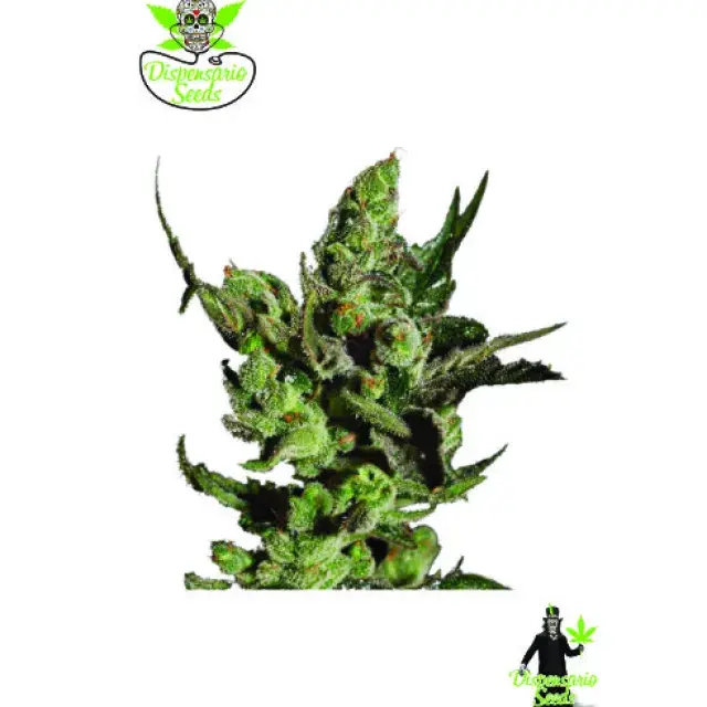 Double Cheese Feminised Cannabis Seeds | Dispensario Seeds