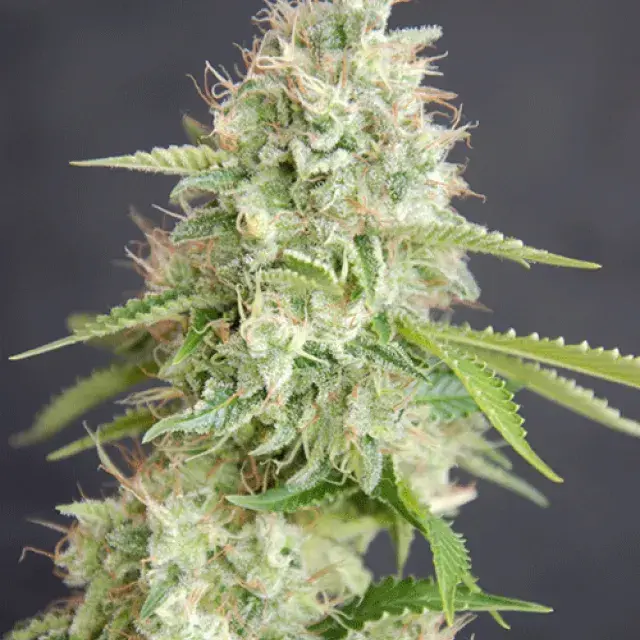 Double Cream Feminised Cannabis Seeds | Cream Of The Crop