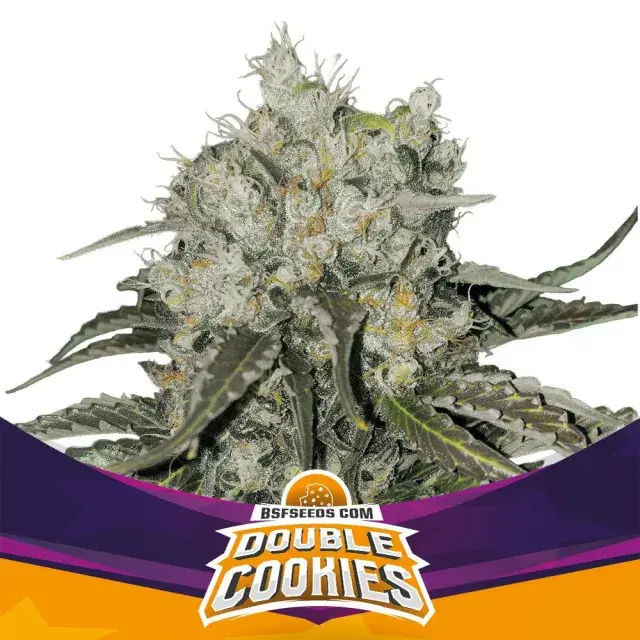 Double Cookies Feminised Cannabis Seeds - BSF Seeds Feminised Cannabis Seeds - BSF Seeds