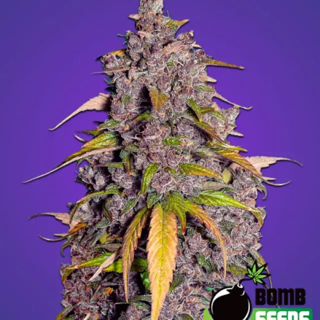 Double Purple Punch Feminised Cannabis Seeds | Bomb Seeds. 