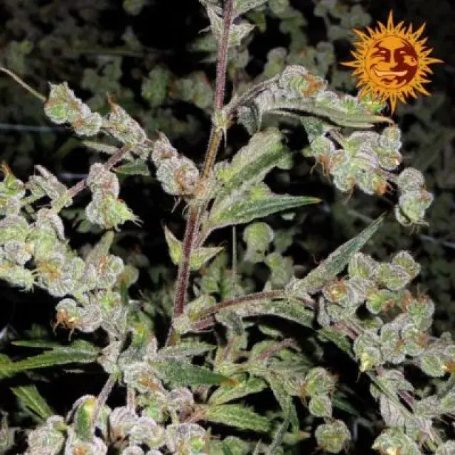 Dr Grinspoon Feminised Cannabis Seeds | Barney's Farm 