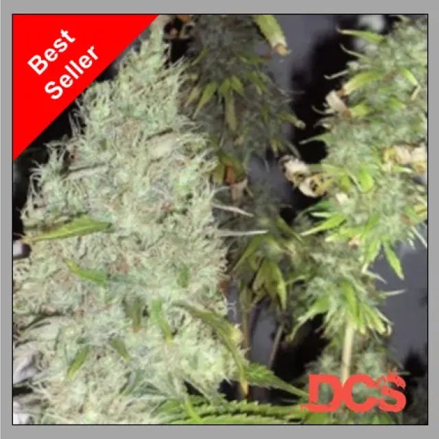 The Incredible Bulk Cannabis Seeds | Dr Krippling Feminised
