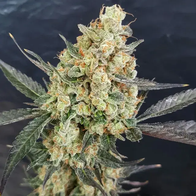 Dr Kush Feminised Cannabis Seeds | Freedom of Seeds