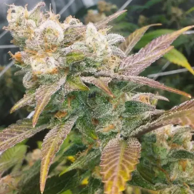 Dream Berry Feminised Cannabis Seeds | Female Seeds 