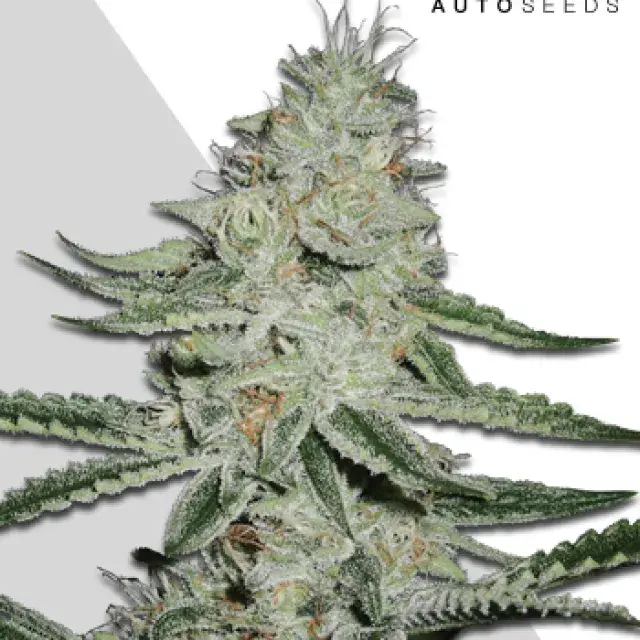 Dreamberry Autoflowering Feminised Cannabis Seeds | Auto Seeds