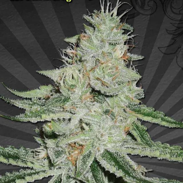 Dream Berry Regular Cannabis Seeds | Apothecary Genetics Seeds