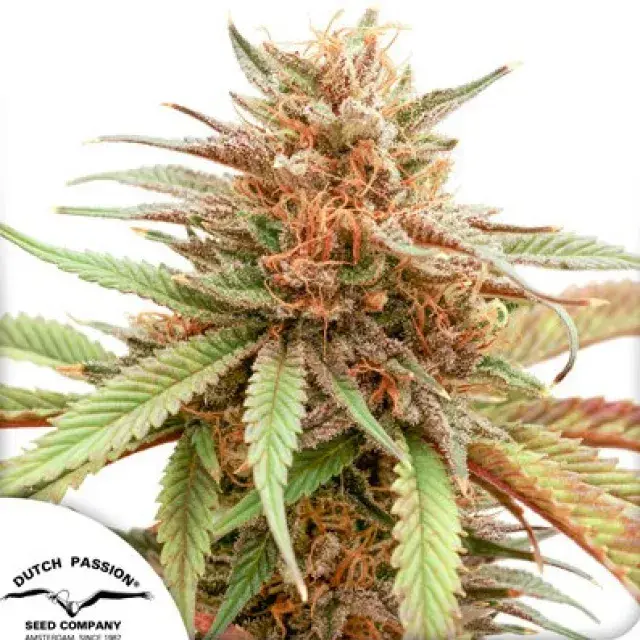 Durban Dew Feminised Cannabis Seeds | Dutch Passion 