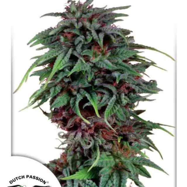 Durban Poison Feminised Cannabis Seeds | Dutch Passion 