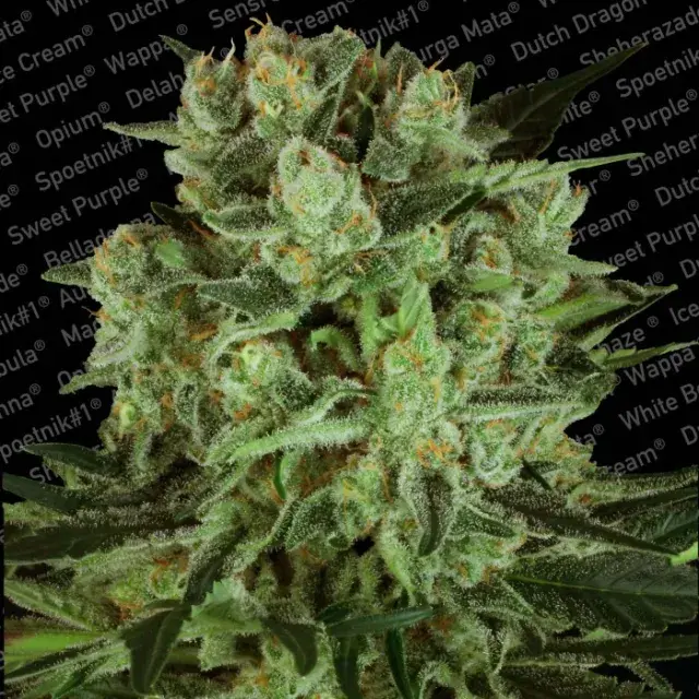 Durga Mata 11 CBD Feminised Cannabis Seeds | Paradise Seeds