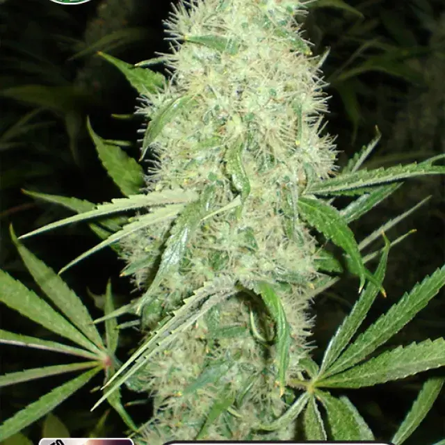 Dutch Power Auto Feminised Cannabis Seeds | Kera Seeds