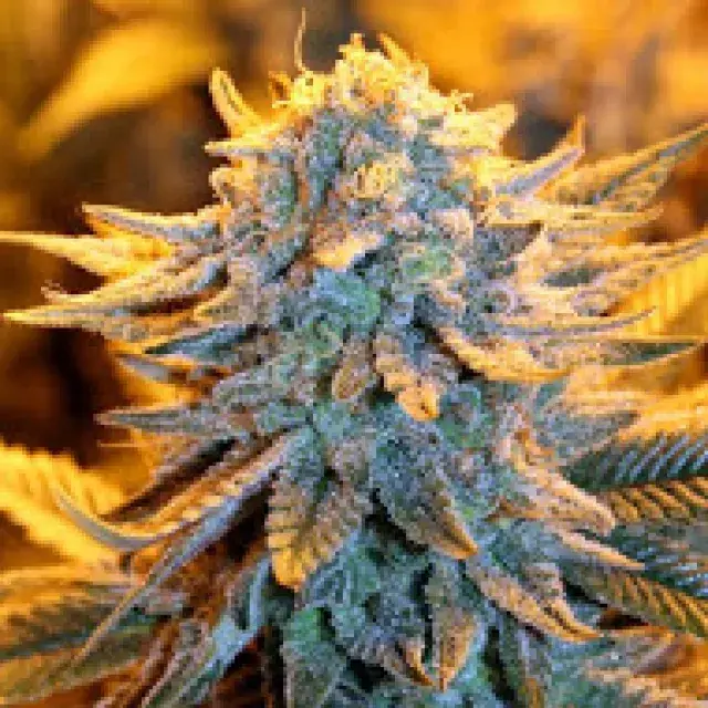 Dutch Automatic Feminised Cannabis Seeds |  Spliff Seeds