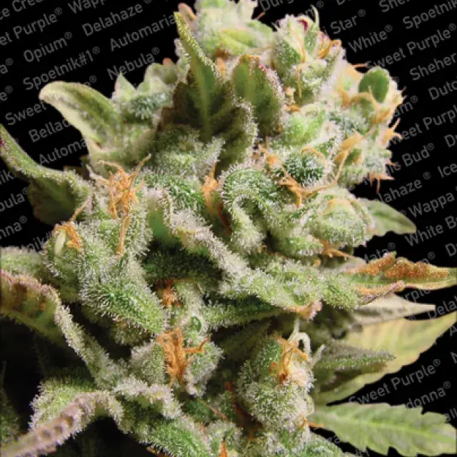 Dutch Dragon Feminised Cannabis Seeds | Paradise Seeds