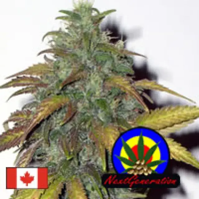 Dynamite Feminised Cannabis Seeds | Next Generation Seeds