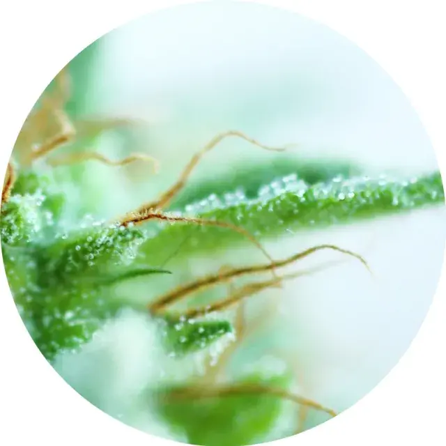 Early Sativa Regular Cannabis Seeds