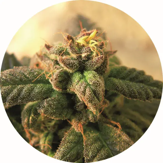 Early Top Tao Regular Cannabis Seeds