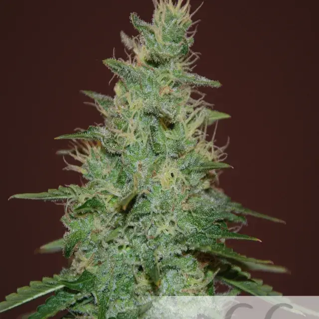 El Alquemista Auto Feminised Cannabis Seeds | Samsara Seeds