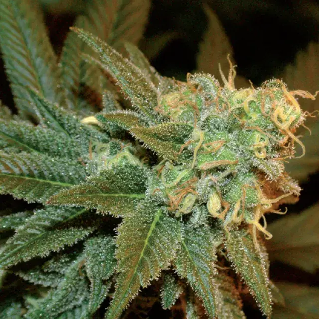 Ese T.Bilbo Auto Feminised Cannabis Seeds