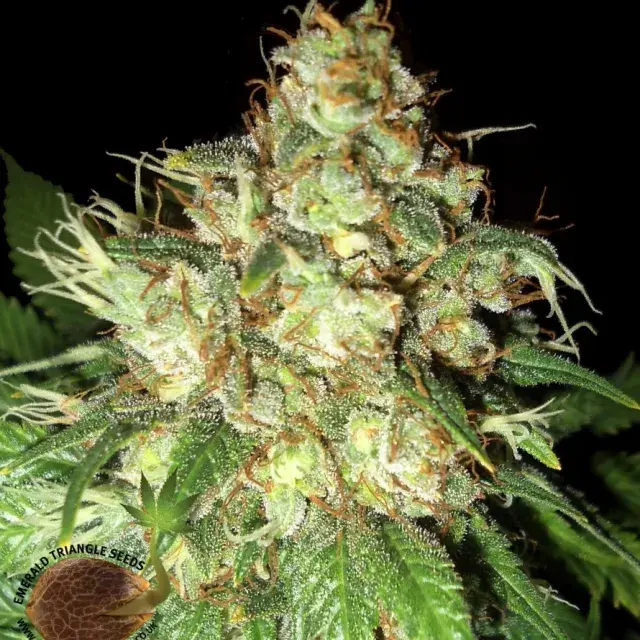 Bubba Cheese Auto Feminised Cannabis Seeds | Emerald Triangle Seeds