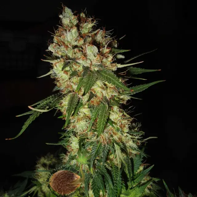 G13 x Blueberry Headband Feminised Cannabis Seeds | Emerald Triangle Seeds
