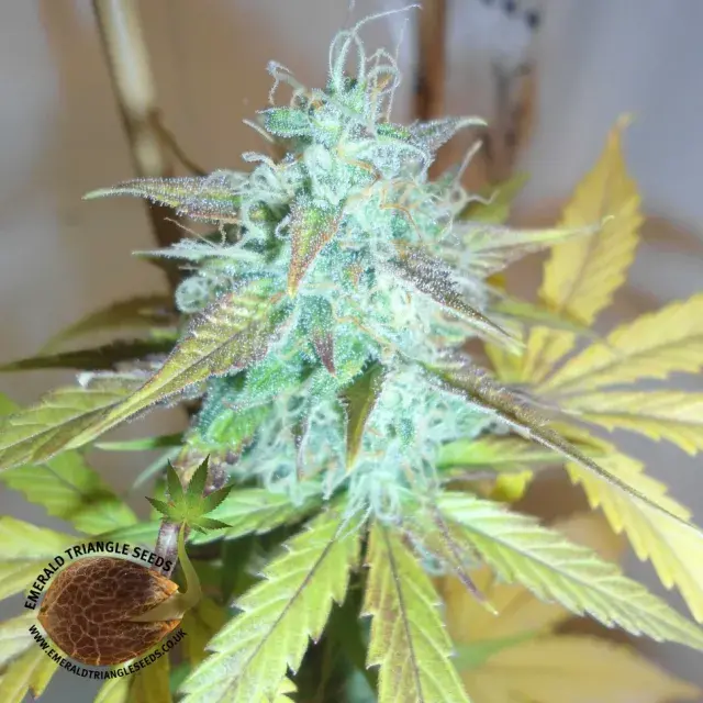 Lemon Haze Auto Feminised Cannabis Seeds | Emerald Triangle Seeds