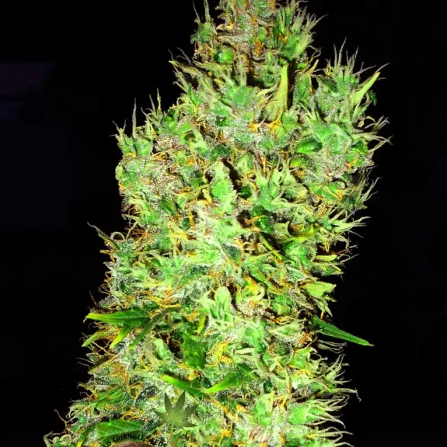 OG Critical Feminised Cannabis Seeds | Emerald Triangle Seeds