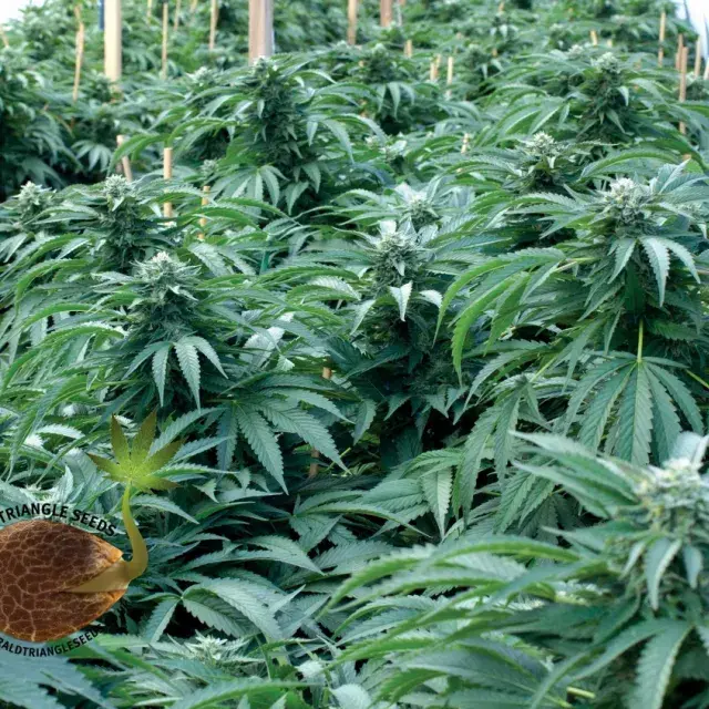Bubba 76 Feminised Cannabis Seeds | Emerald Triangle Seeds