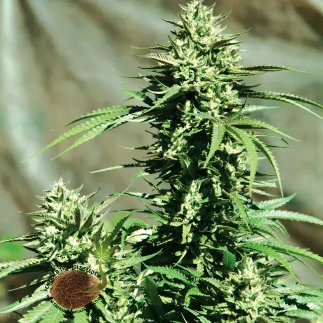 California Wildfire Feminised Cannabis Seeds | Emerald Triangle Seeds