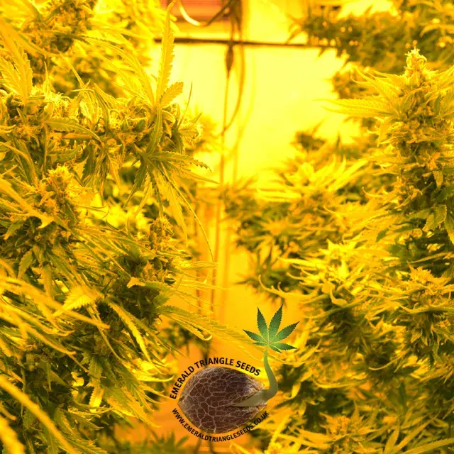 Cheesy Headband Feminised Cannabis Seeds | Emerald Triangle Seeds