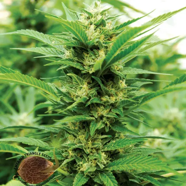 Emerald Jack Feminised Cannabis Seeds | Emerald Triangle Seeds 